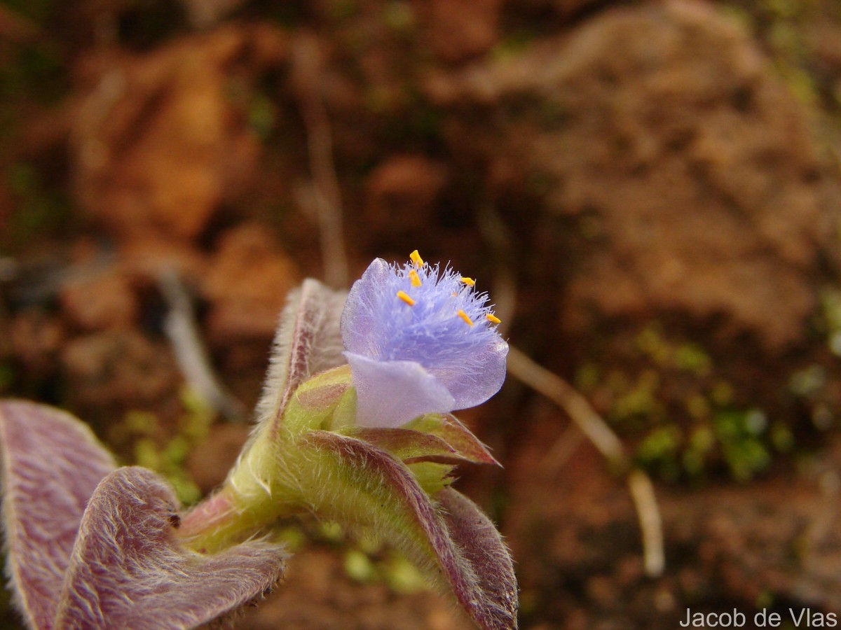 Cyanotis villosa (Spreng.) Schult. & Schult.f.